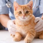 фото ветеринара з рудим кошеням і дорослим котом у клініці — огляд перед стерилізацією котів, підготовка до операції та ветеринарний догляд