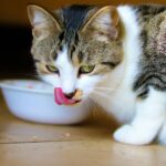 Що таке беззерновий корм для котів